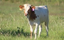 2024 Joy's Cowgirl Heifer