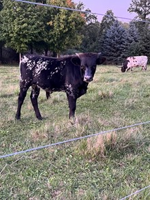 Bull TCC Lukcy Utopia X Lazy J's Peppercorn